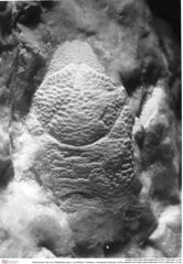 Historisches Foto von Galatheites aiola n. sp (Robins, Feldmann, Schweitzer & Bonde, 2016) (NHMW-AFW-GEO-BACHMAYER-FOTO-1990-0041-2140)